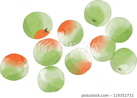 Watercolor illustration of plum fruit 119352731