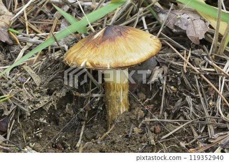 Turnip Matsutake 119352940
