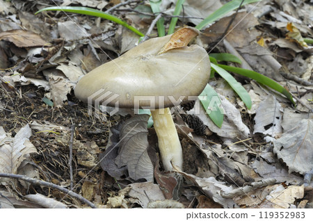 Kusaura benitake Kusaura benitake 119352983