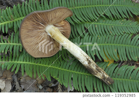 Kusaura benitake Kusaura benitake 119352985