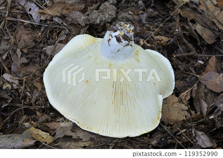 土ika 土ika 119352990