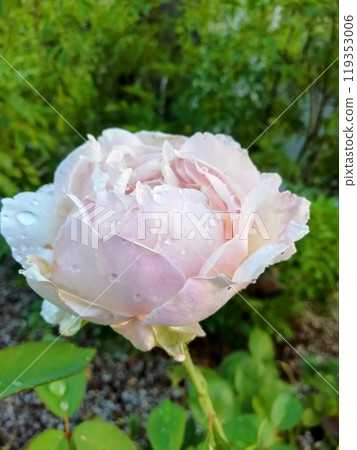 Princess Tenko 119353006