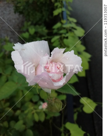 Princess Tenko 119353007