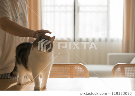 pet care concept with scottish cat relax and play with owner on table in living room pet care concept with scottish cat relax and play with owner on table in living room 119353053