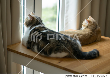 pet care concept with two cat relax on table together in living room 119353074