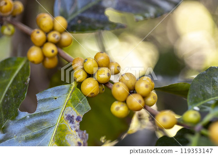 coffee berries by agriculture. Coffee beans ripening on the tree in North of Thailand 119353147