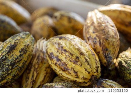 Cocoa beans and cocoa pod on a wooden surface. Cocoa beans and cocoa pod on a wooden surface. 119353160