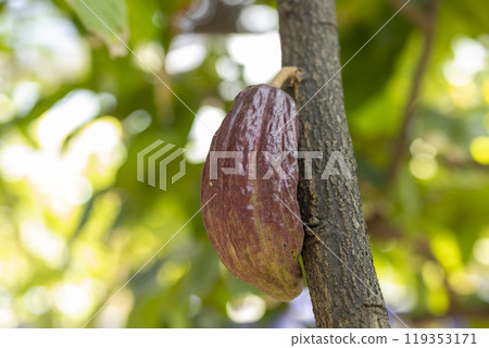 Cacao Tree (Theobroma cacao). Organic cocoa fruit pods in nature. 119353171