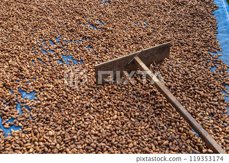 Cocoa beans and cocoa pod on a wooden surface. Cocoa beans and cocoa pod on a wooden surface. 119353174