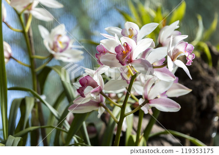 White phalaenopsis orchid flower on bokeh of green leaves background. Beautiful close-up of White phalaenopsis orchid flower on bokeh of green leaves background. Beautiful close-up of 119353175