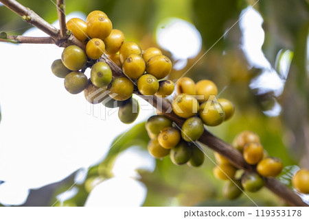 coffee berries by agriculture. Coffee beans ripening on the tree in North of Thailand coffee berries by agriculture. Coffee beans ripening on the tree in North of Thailand 119353178
