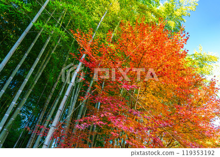 [Kanagawa Prefecture] Refreshing bamboo forest and yellow leaves in the grounds of Meigetsuin Temple 119353192