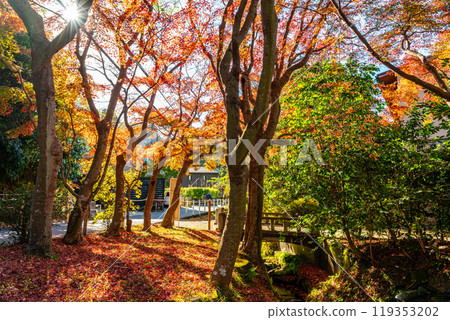【神奈川縣】鎌倉，美麗的紅葉 119353202