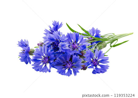 Cornflowers on a transparent background. AI-generated item. Cornflowers on a transparent background. AI-generated item. 119353224