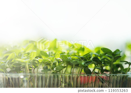Spring 119353263