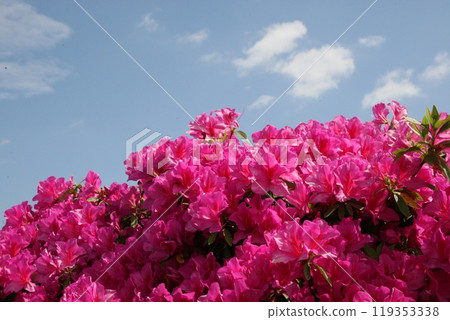 Pink azaleas shining in the blue sky 119353338