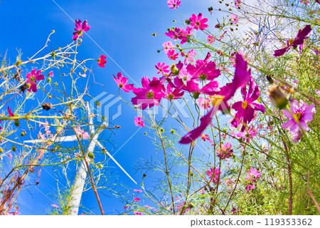 夢宮公園的波斯菊在秋日的藍色天空的襯托下閃閃發光 夢宮公園的波斯菊在秋日的藍色天空的襯托下閃閃發光 119353362
