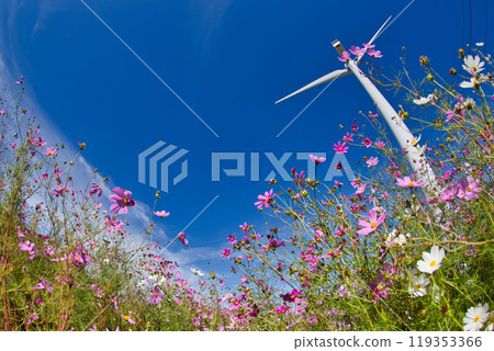 夢宮公園的波斯菊在秋日的藍色天空的襯托下閃閃發光 夢宮公園的波斯菊在秋日的藍色天空的襯托下閃閃發光 119353366