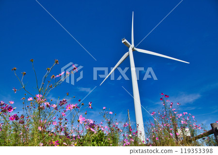 Cosmos at Yumeguruma Park shining against the blue autumn sky 119353398