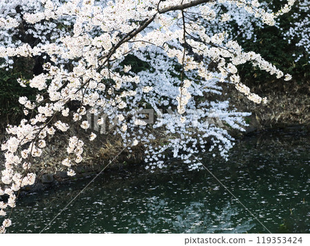 櫻花的風景 櫻花的風景 119353424