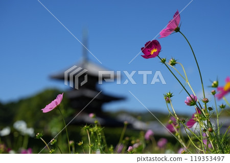 從法喜寺周圍的波斯菊田中看到的波斯菊和三層塔 [10 月] 119353497