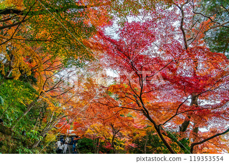 [Kanagawa Prefecture] Kamakura's Hasedera Temple with beautiful vibrant autumn foliage 119353554