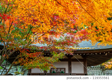 【神奈川縣】鎌倉的長谷寺,秋葉美麗明亮 【神奈川縣】鎌倉的長谷寺,秋葉美麗明亮 119353561