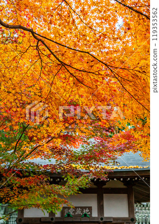 【神奈川縣】鎌倉的長谷寺,秋葉美麗明亮 【神奈川縣】鎌倉的長谷寺,秋葉美麗明亮 119353562
