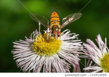 A narrow-headed fly flies into the yellow center of a phillybum. 119353609