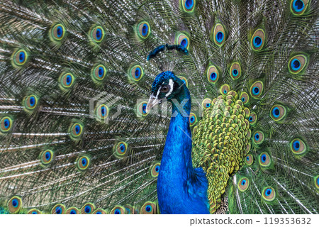 Peacock with multi-colored feathers. Wild animal world. 119353632