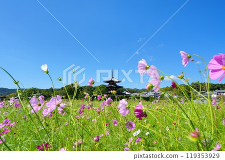 A three-story pagoda seen from the cosmos fields around Hokkiji Temple [October] 119353929