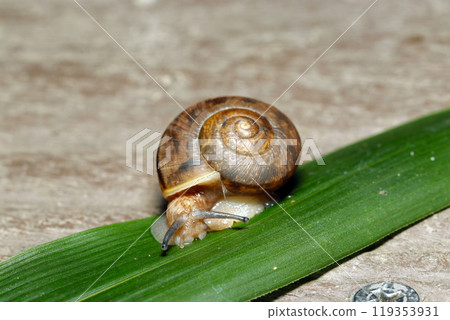 Left-handed snail on green bamboo leaf (natural light + strobe macro close-up) Left-handed snail on green bamboo leaf (natural light + strobe macro close-up) 119353931