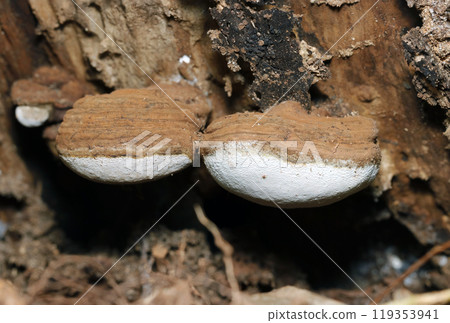 Cute round bellflowers that look like chocolate and whipped cream cakes (macro flash photography) Cute round bellflowers that look like chocolate and whipped cream cakes (macro flash photography) 119353941