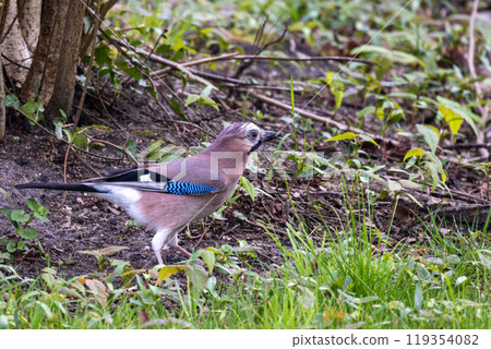 A Vibrantly Colored Jay Bird Found in Its Natural Habitat Among Lush Vegetation and Wildlife A Vibrantly Colored Jay Bird Found in Its Natural Habitat Among Lush Vegetation and Wildlife 119354082