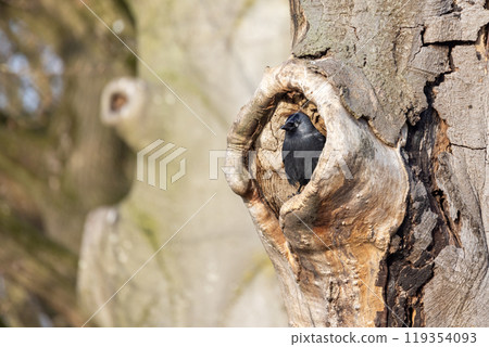 A bird is nesting within a cozy tree cavity surrounded by a beautiful natural background A bird is nesting within a cozy tree cavity surrounded by a beautiful natural background 119354093