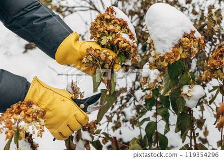 A gardener wearing gloves trims wilted hydrangea flowers before winter A gardener wearing gloves trims wilted hydrangea flowers before winter 119354296