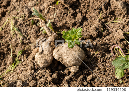 dahlia tuber with green sprout close-up dahlia tuber with green sprout close-up 119354308