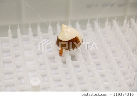 special boxes for forcing tulip bulbs on an industrial scale 119354316