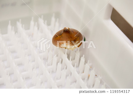 special boxes for forcing tulip bulbs on an industrial scale special boxes for forcing tulip bulbs on an industrial scale 119354317