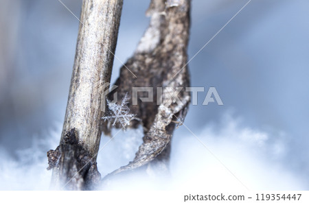 snowflakes, winter card, crystals of snow 119354447