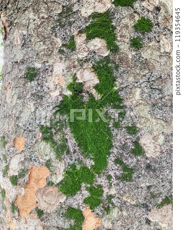 充滿活力的青苔在樹幹上爬行 充滿活力的青苔在樹幹上爬行 119354645