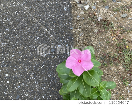 一朵粉紅色的花在瀝青上綻放 119354647