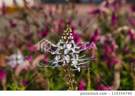 湯裡之裡公園的秋天 119354740