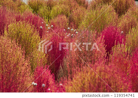 湯裡之裡公園的秋天 119354741