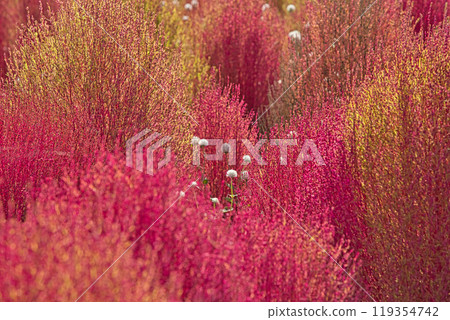 湯裡之裡公園的秋天 119354742