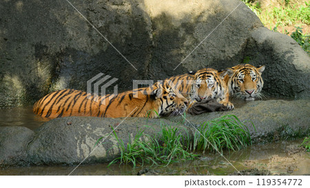 東北虎三兄弟在水中沐浴 119354772