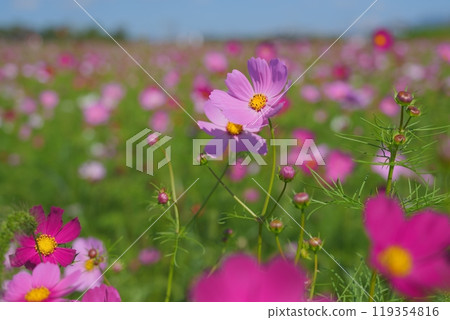 Cosmos fields in full bloom around Hokiji Temple [October] 119354816