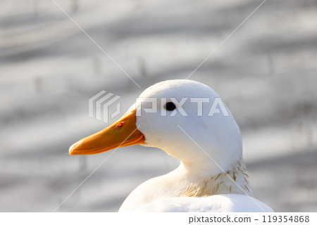 A serene white duck glides gracefully by the peaceful water, enhancing the beauty around A serene white duck glides gracefully by the peaceful water, enhancing the beauty around 119354868