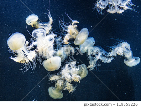 Kago aquarium jellyfish Kago aquarium jellyfish 119355226