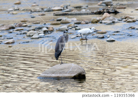 Gray heron 119355366